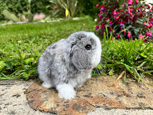 Photo n°22 de David Delphine Élevage à Baulon (Éleveur)