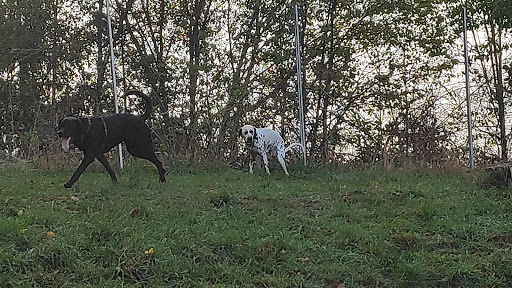 Hundeberaterin - Ines Zuschke Gallery - Germany
