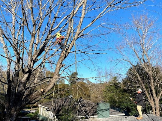 professional tree trimming service in Marietta, GA