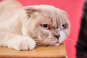 Photo n°3 de VETINPARIS Chemin vert - Clinique vétérinaire du Dr Pascal Manenti à Paris (Vétérinaire)