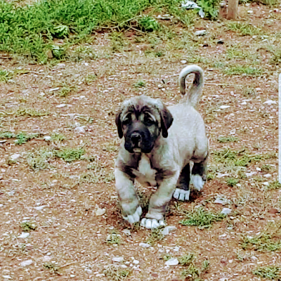 Aksaray Malaklı raising the Malakl Dog Farm