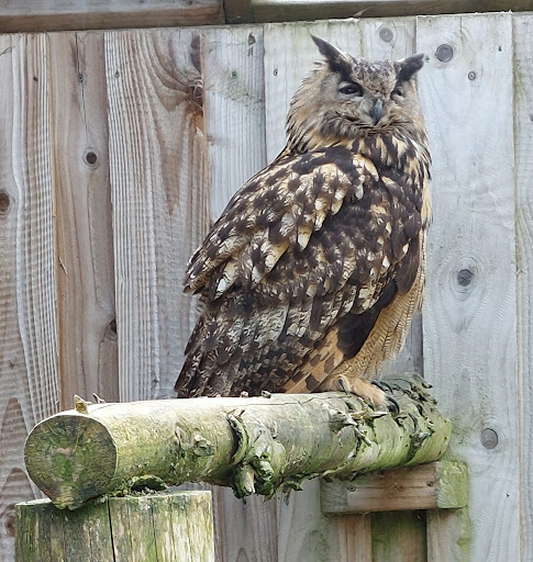 Gentleshaw Wildlife Centre - Thumbnail