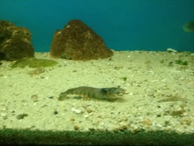 Photos of Museo Mundo Marino