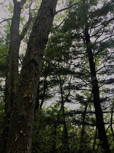 LIB Conservation Area - Visual