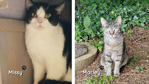 Photo n°45 de SPA Montbéliard à Allondans (Refuge pour animaux)