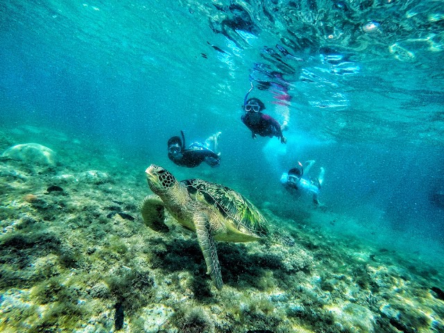 APO Island