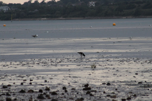 Exmouth Festival Site - Thumbnail