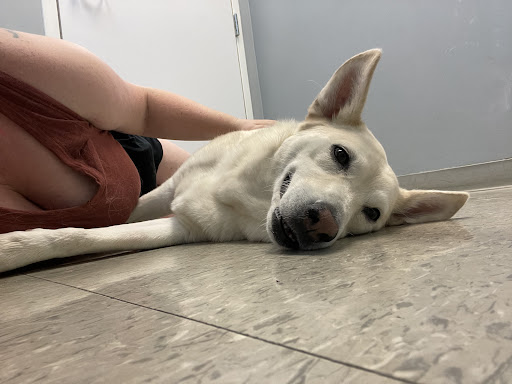 VCA St. Clair Shores Animal Hospital - Thumbnail