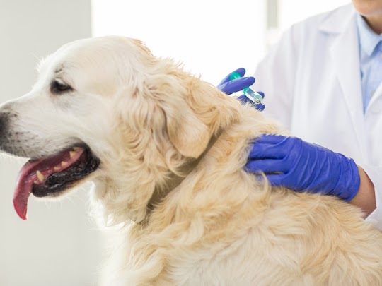 Low cost pet vaccinations clinic near me