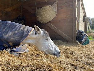 Photo n°4 de La Coulee Aux Chevaux à Faÿ-lès-Nemours (Pension pour chevaux)