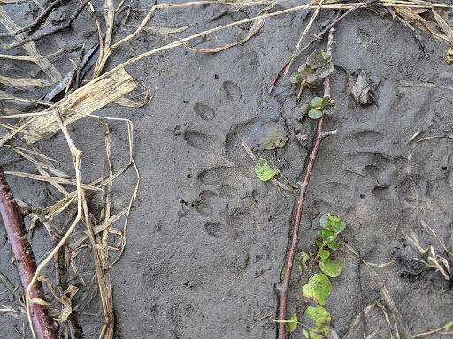 Boat Launch - Sugar River - Avon Bottoms Wildlife Area - Thumbnail