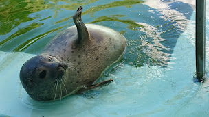 Photo n°2 de Centre de Sauvegarde - Association CHENE à Allouville-Bellefosse (Refuge pour animaux)