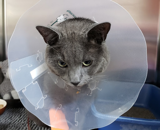 Bellerive Veterinary Hospital Inc Gallery - Canada