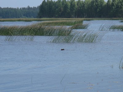 Photos of Paadis&otilde;it O&Uuml;