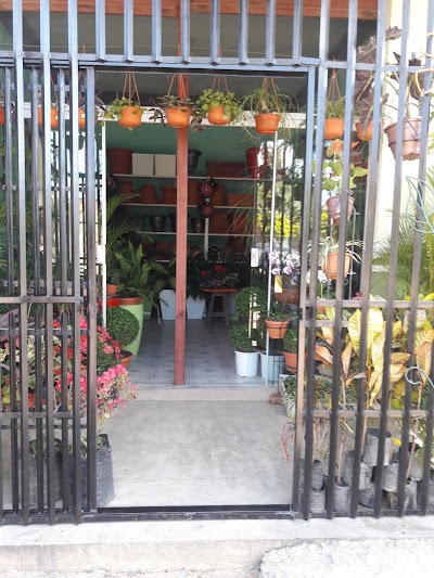 Photos of GARESMA-flores y plantas