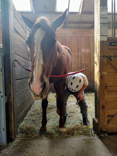 Lakeside Quarter Horses - Thumbnail