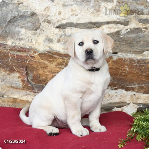 Puppies from PA - Thumbnail