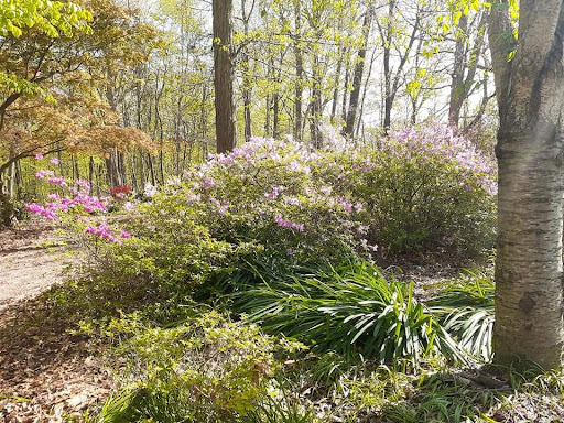 Mt Airy Forest Park - Thumbnail