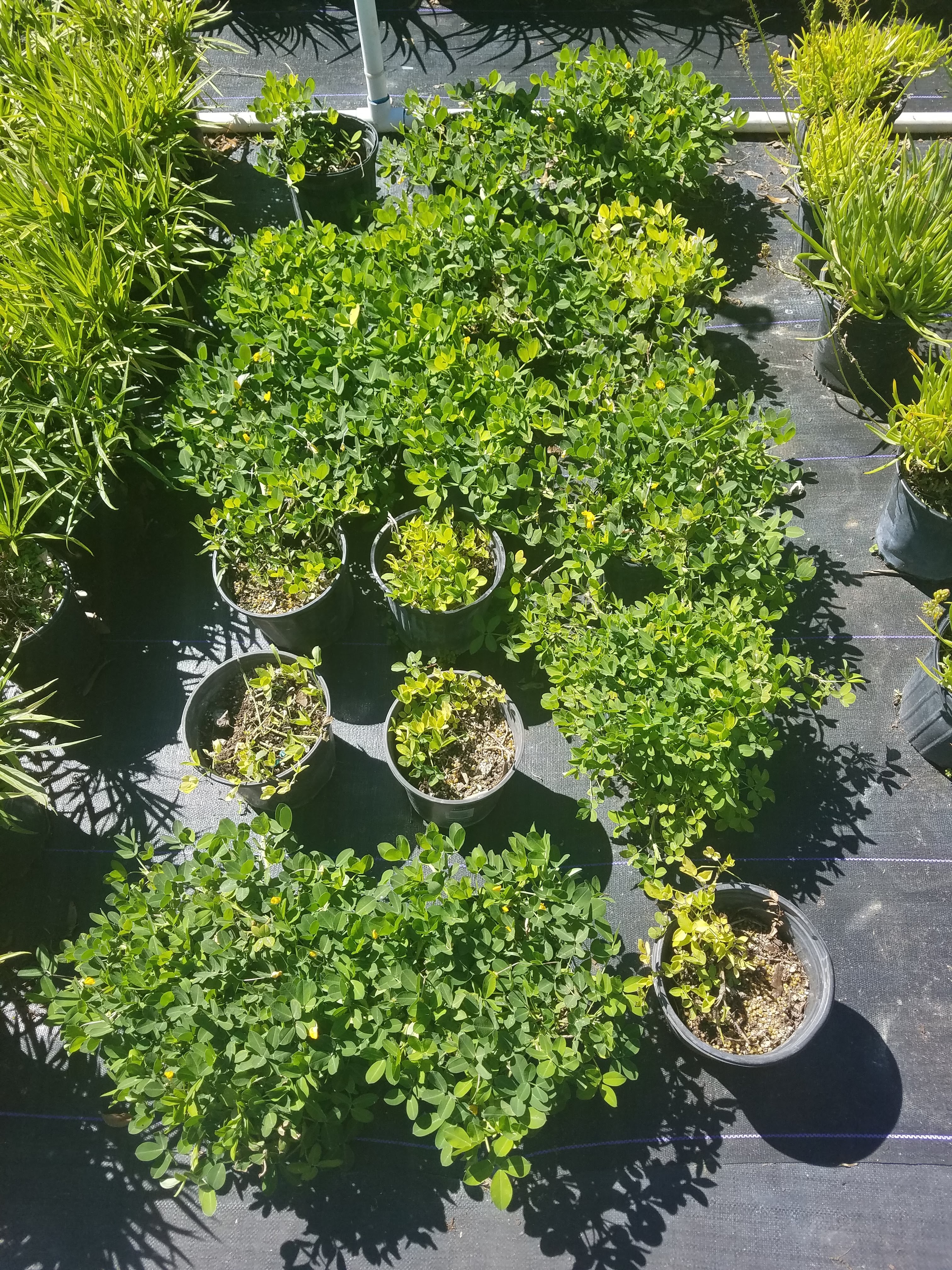 Aby's Nursery