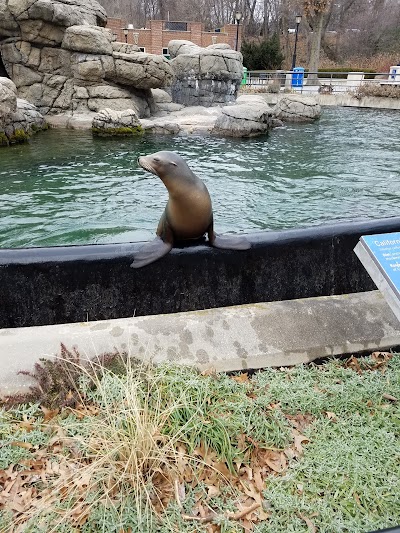 Photos of California Sea Lion Pool