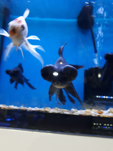ARC Aquariums - Thumbnail