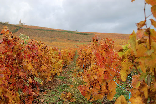 Arend Jan de Wijnman - La Source des Vins - Thumbnail
