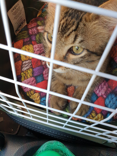 Veterinario Angelelli Dott.ssa Loredana - Thumbnail