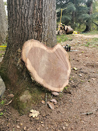 Photo n°11 de Etev 71 Elagage à Saint-Désert (Arboriste)