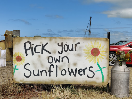 South Eyre Sunflowers - Thumbnail