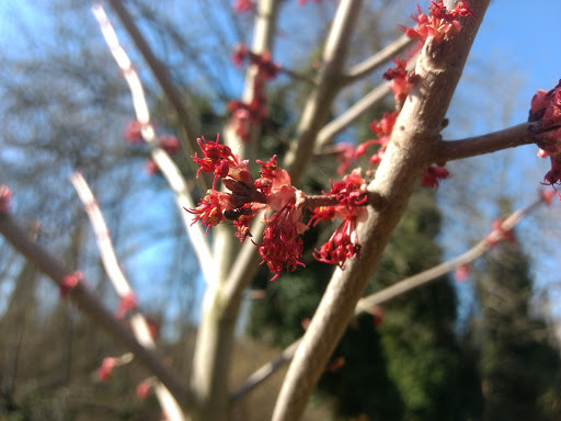 Oakland Madrona Park - Thumbnail