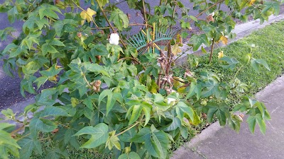 Photos of Buenaventura