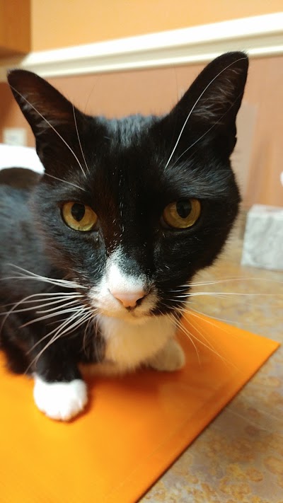 Photos of Crown Veterinary Specialists