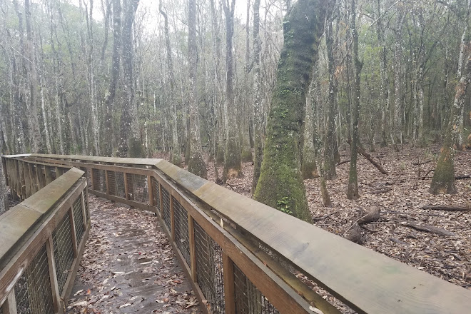 Visit Leon Sinks Geological Area On Your Trip To Tallahassee