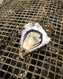 Photo n°7 de Maison Quintin - Boutique et Expédition à Saint-Philibert (Élevage de fruits de mer)