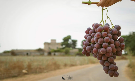 Agripuglia Fruit S.R.L.