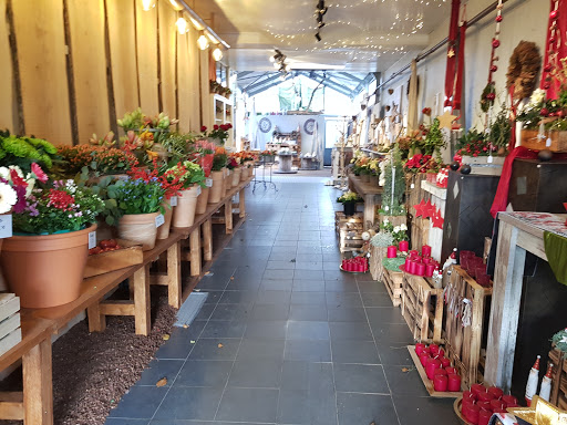 Blumen Holtappels - Thumbnail