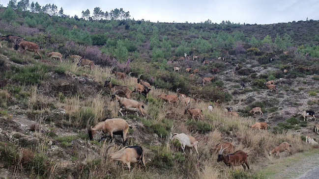 Miradouro das Fisgas de Ermelo Número de telefone