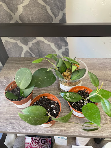 Plants by Shy - Thumbnail