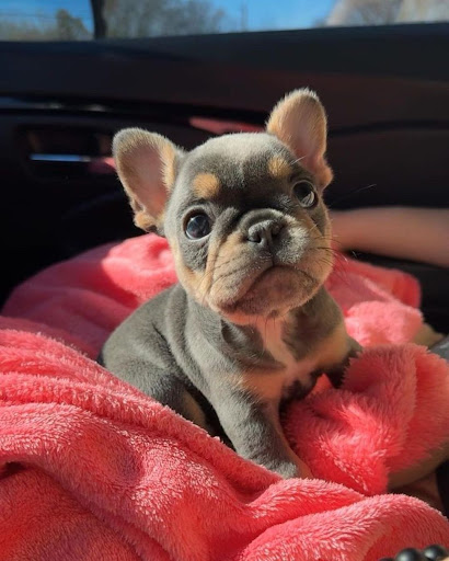 Tavis bulldog puppies Gallery - United States