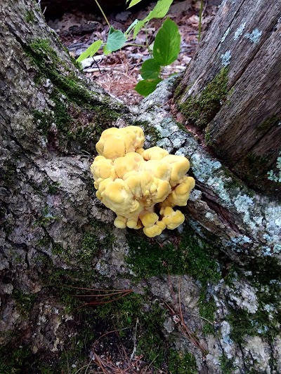 Sebago Lake State Park Campground