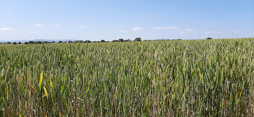 Torviscal - Visual