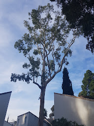 Photo n°13 de Élagage / Arboriste grimpeur / R.Bonnel à Prunelli-di-Fiumorbo (Arboriste)