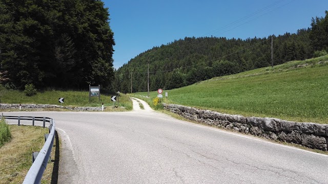 Il Respiro degli Alberi
