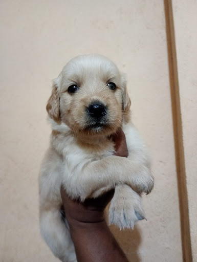 Golden retriever puppies available for booking intrested person contact us as soon as possible post image