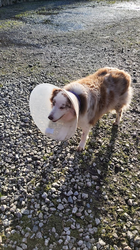 Okeford Veterinary Centre - Okehampton - Thumbnail