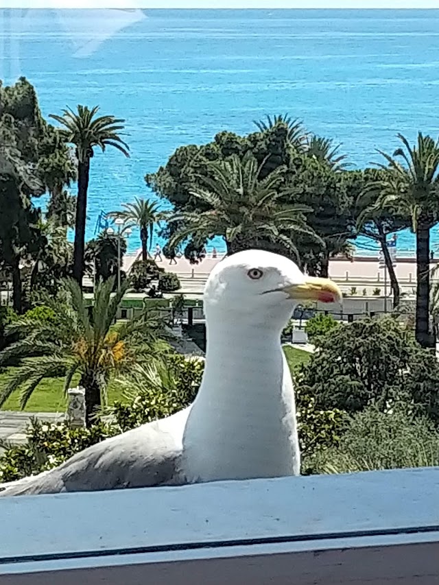 La Terrasse du Plaza