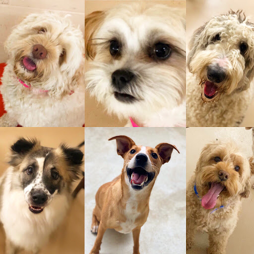 All Tails R Waggin' - Thumbnail