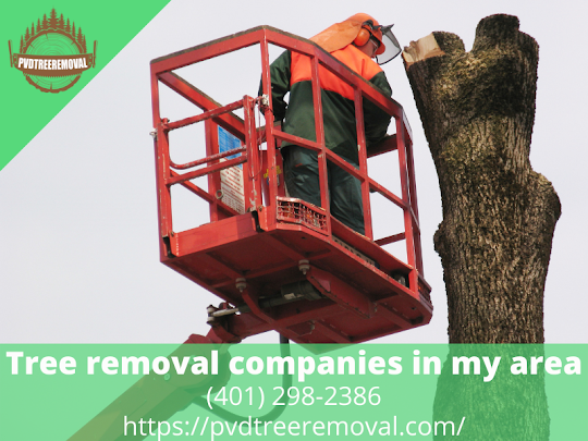 Tree Removal Service