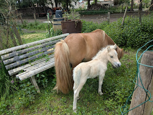 Photo n°7 de Écurie de la Violette à Broye-Aubigney-Montseugny (Centre équestre)