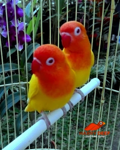 Photos of Harry Deef LOVEBIRD FARM